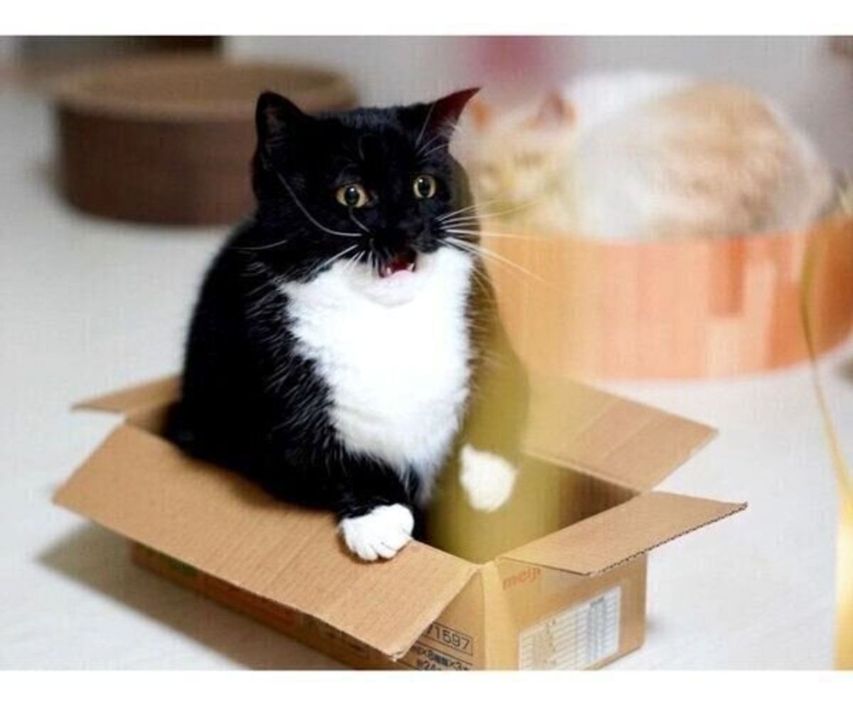びっくり顔 が可愛すぎる猫が話題 猫は驚いたときにどんな反応を見せるの 獣医師解説 ねこのきもちweb Magazine びっくり顔 が可愛すぎる猫が話題 猫は驚いたときにどんな反応を見せるの 獣医師解説 ねこのきもちweb Magazine