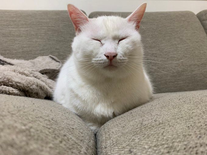 ソファーの上で目をつむる猫