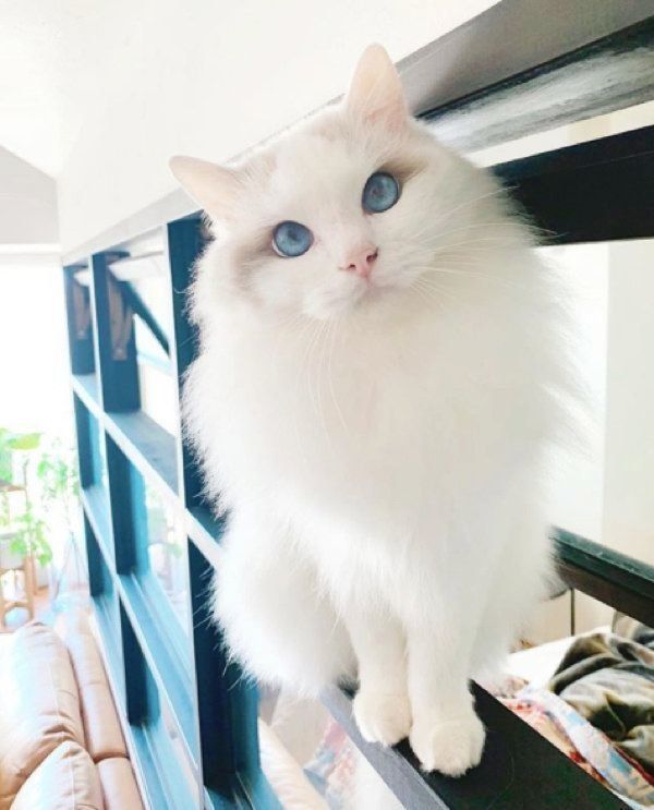 見つめるバロンちゃん