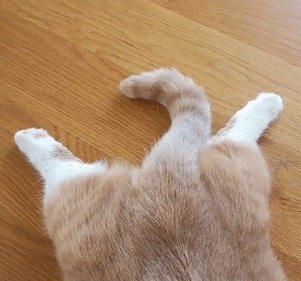 うつ伏せで寝るマンチカン