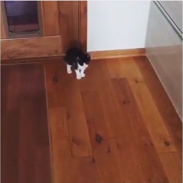 バンザイニャンコ