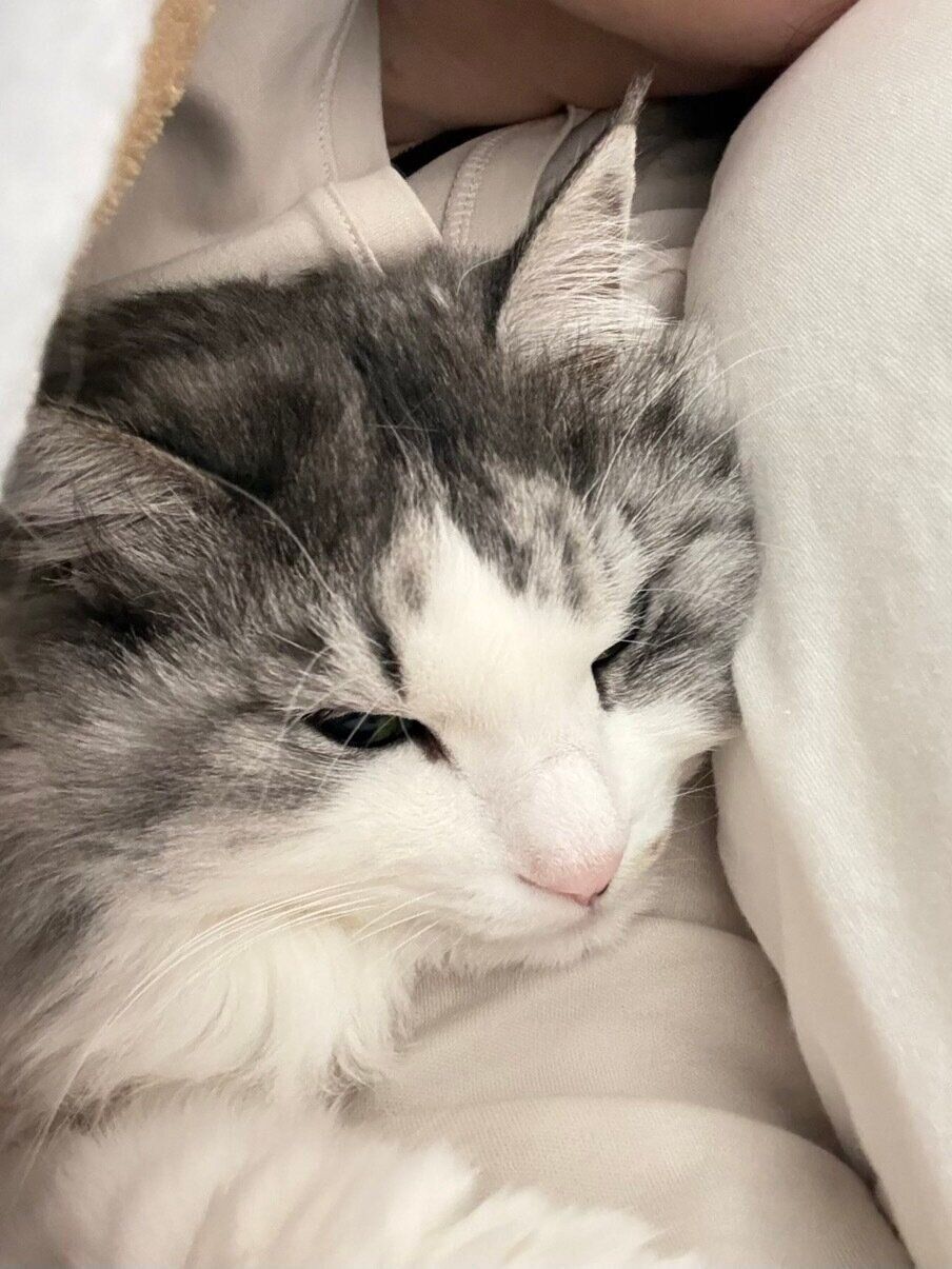 飼い主さんの腕枕でまったりのまるるちゃん。