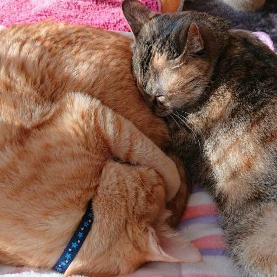 くっついて寝る猫（MIX、メス）