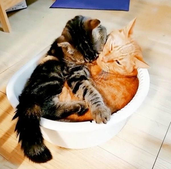 まったりする猫