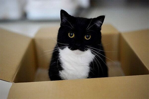 見つめるうにくん