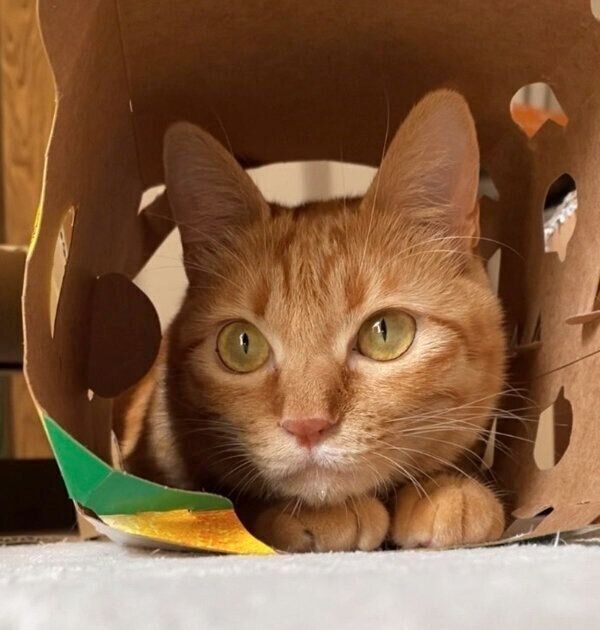 箱の中に入るつぶちゃん