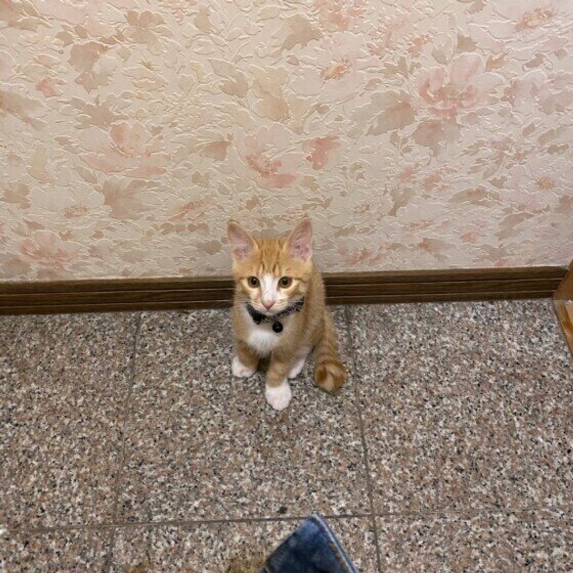 どこまでもついてくる ストーカー猫 の心理となりやすい猫の特徴 ねこのきもちweb Magazine どこまでもついてくる ストーカー猫 の心理となりやすい猫の特徴 ねこのきもちweb Magazine