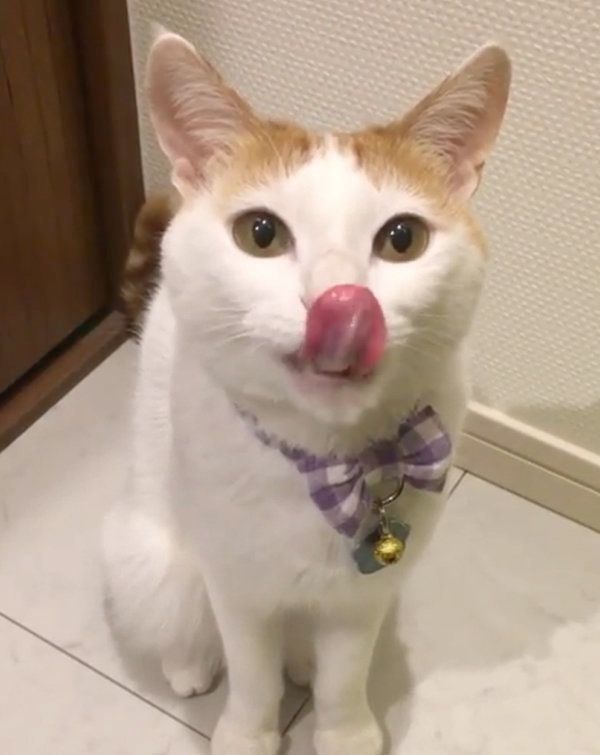 舌をペロペロする猫