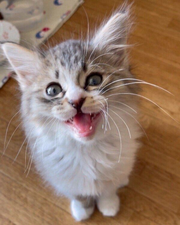 カメラ目線のふわくん