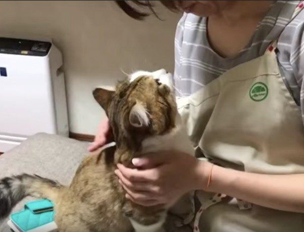 甘えるニャンコ