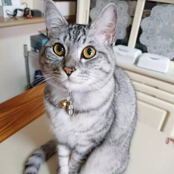 おやつを待つ猫