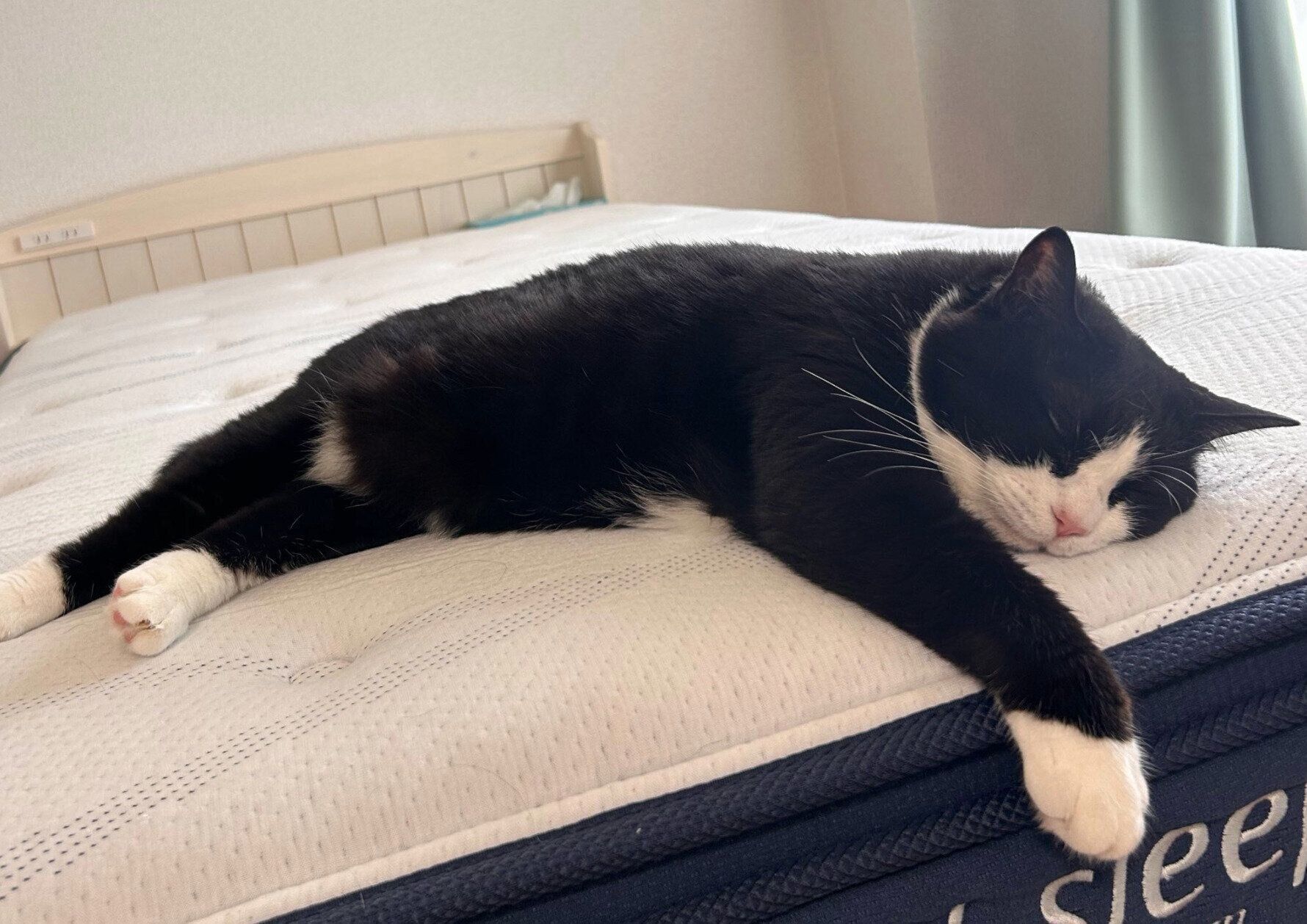 ベッドで眠るハコちゃん
