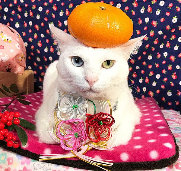 コスプレする猫