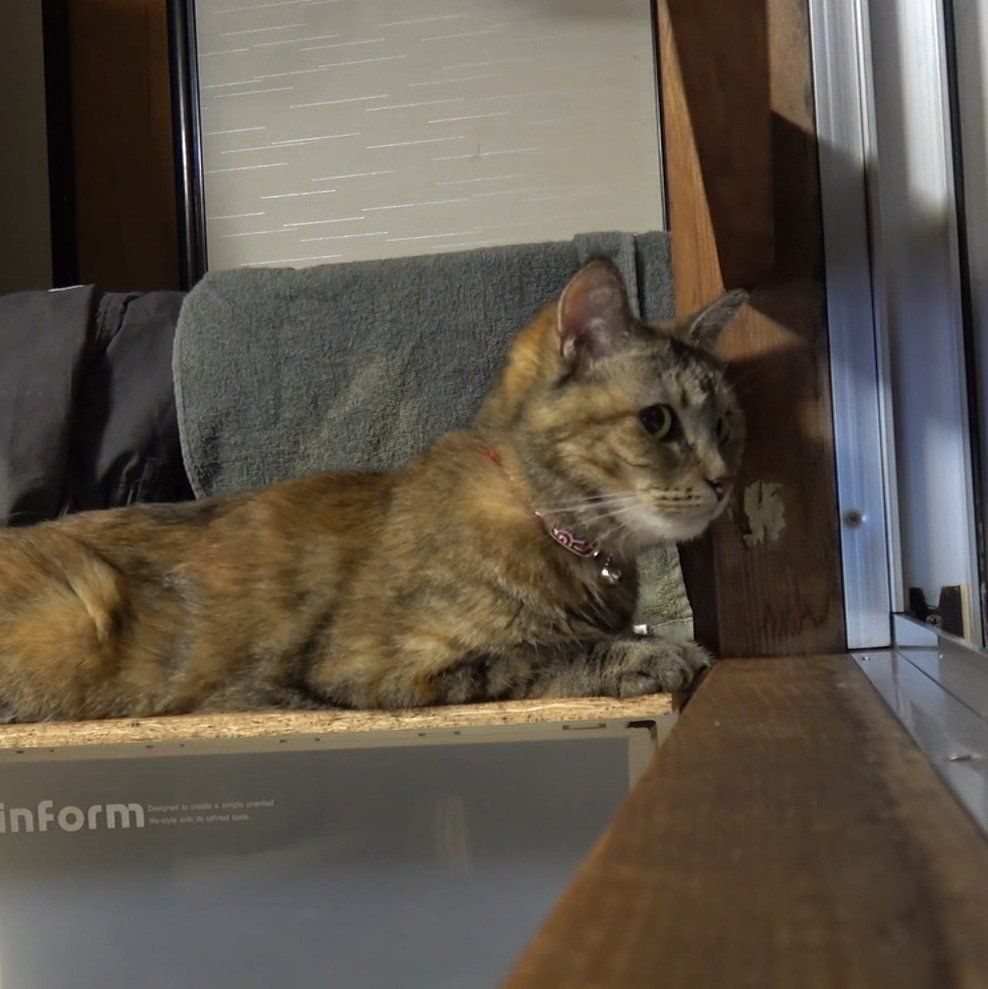 パパさんを見送るラッキーちゃん