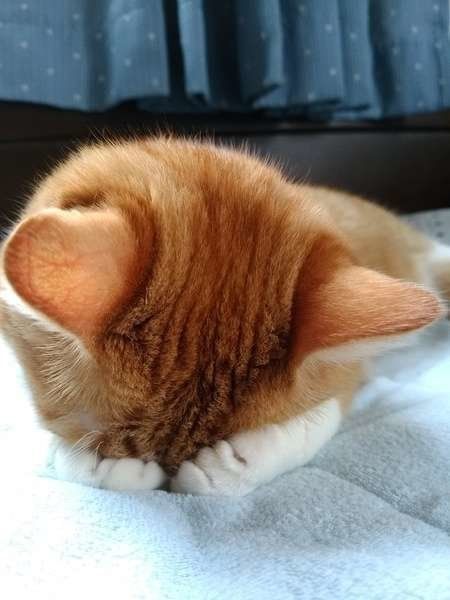 ごめん寝をする、MIX茶トラの月ちゃん