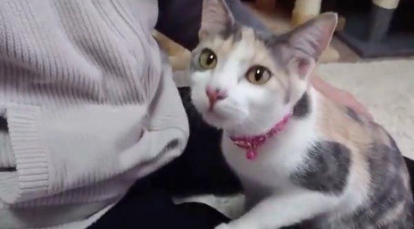 おやつを探すゆずちゃん