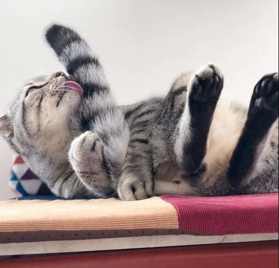 しっぽを舐める猫