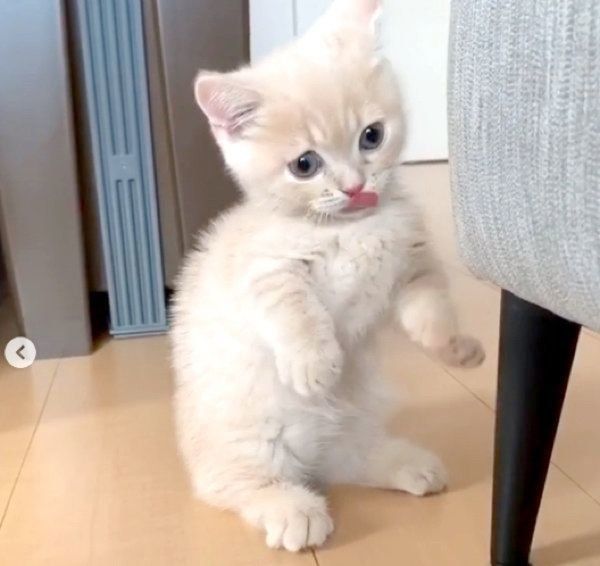 マンチカン立ちするむぎくん