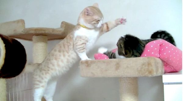 ケンカするマンチカン