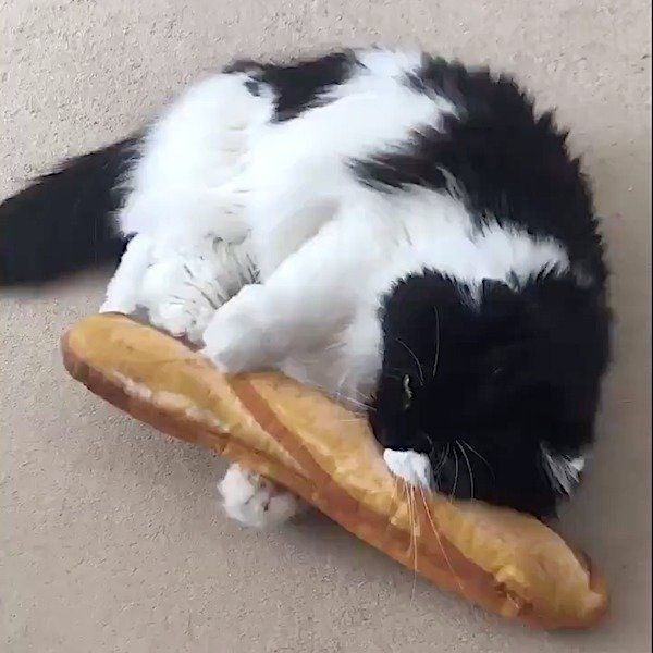 ケリケリが苦手な猫