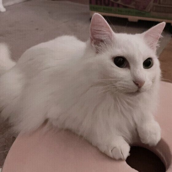 白猫の果南ちゃん