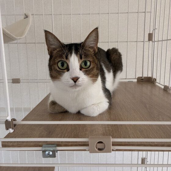 ケージにいる猫の夏鈴ちゃん