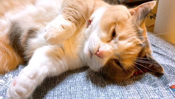 目を開けて眠るリラちゃん