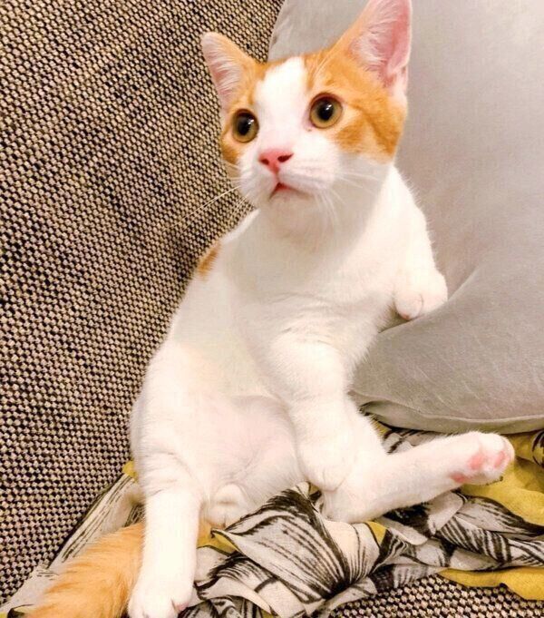 びっくりした表情をするもち丸くん