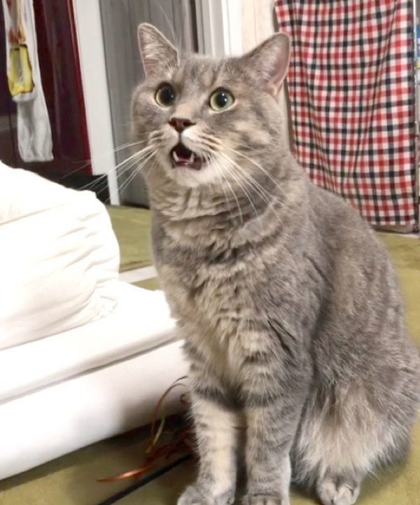 「遊ぼう」と飼い主さんを誘うあぽろくん