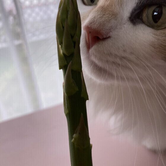 ミケのメロウちゃん