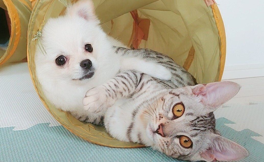 くっつくうにちゃん、こめたくん