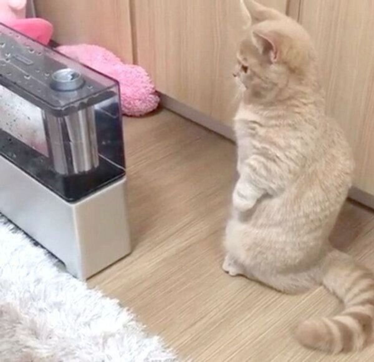 加湿器 を出したら 気になりすぎてガン見 マンチカンの可愛いリアクションの数々を振り返る ねこのきもちweb Magazine 加湿器 を出したら 気になりすぎてガン見 マンチカンの可愛いリアクションの数々を振り返る ねこのきもちweb Magazine