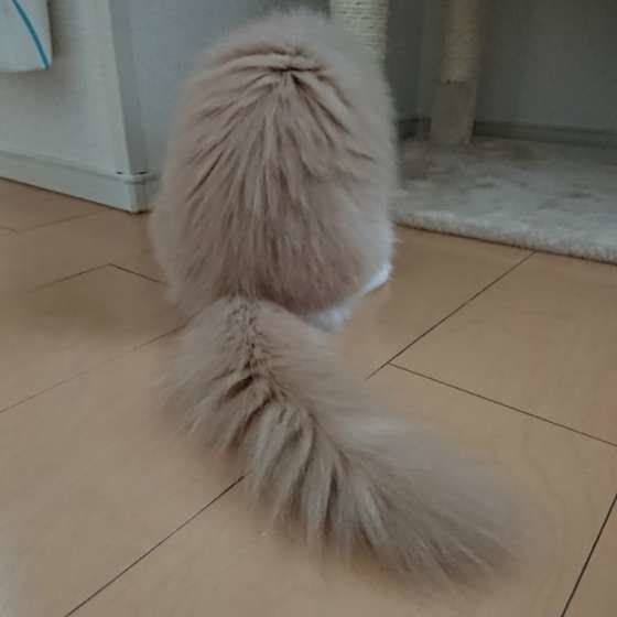 スコティッシュフォールドのしっぽ