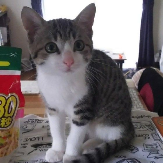 サバトラのひなたちゃん