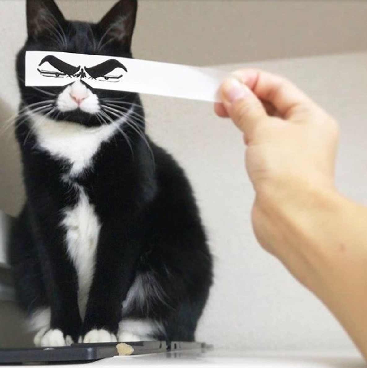 Snsで話題猫 おくちがハート Sallyちゃん の魅力に迫る ねこのきもちweb Magazine Snsで話題猫 おくちがハート Sallyちゃん の魅力に迫る ねこのきもちweb Magazine