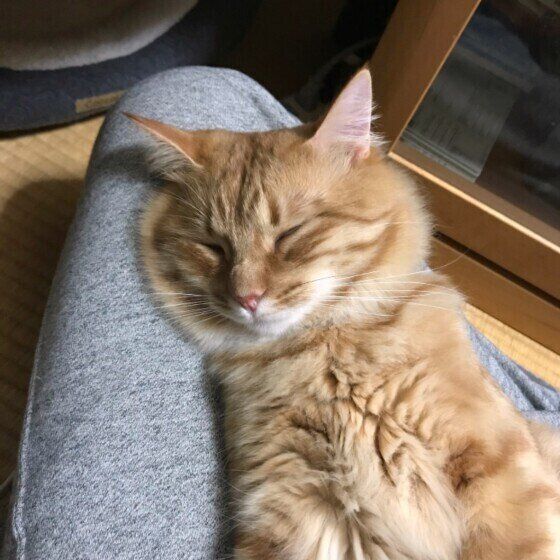 まったりする茶トラ