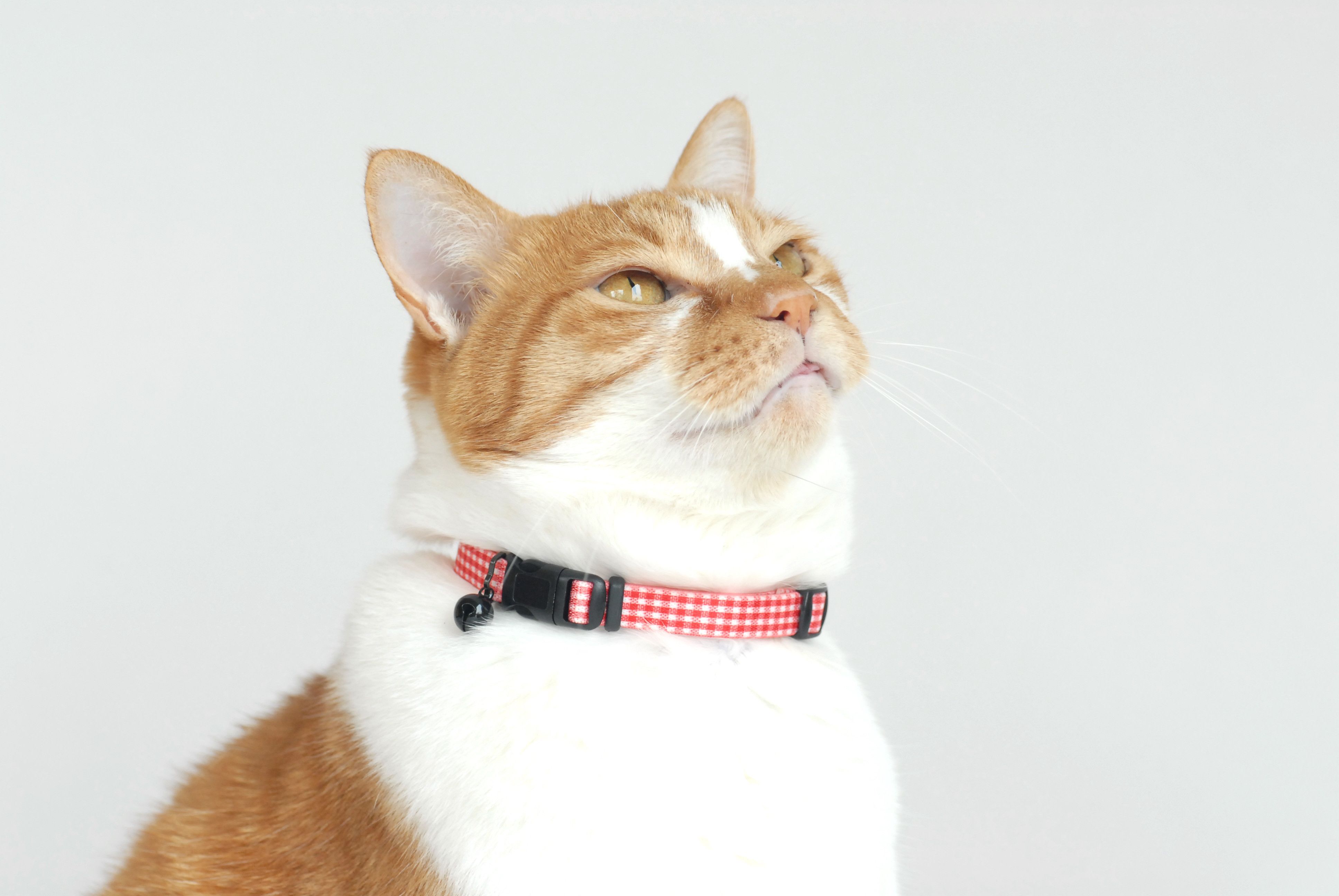 獣医師監修】猫に首輪をつけるメリット・デメリットは？おすすめ 