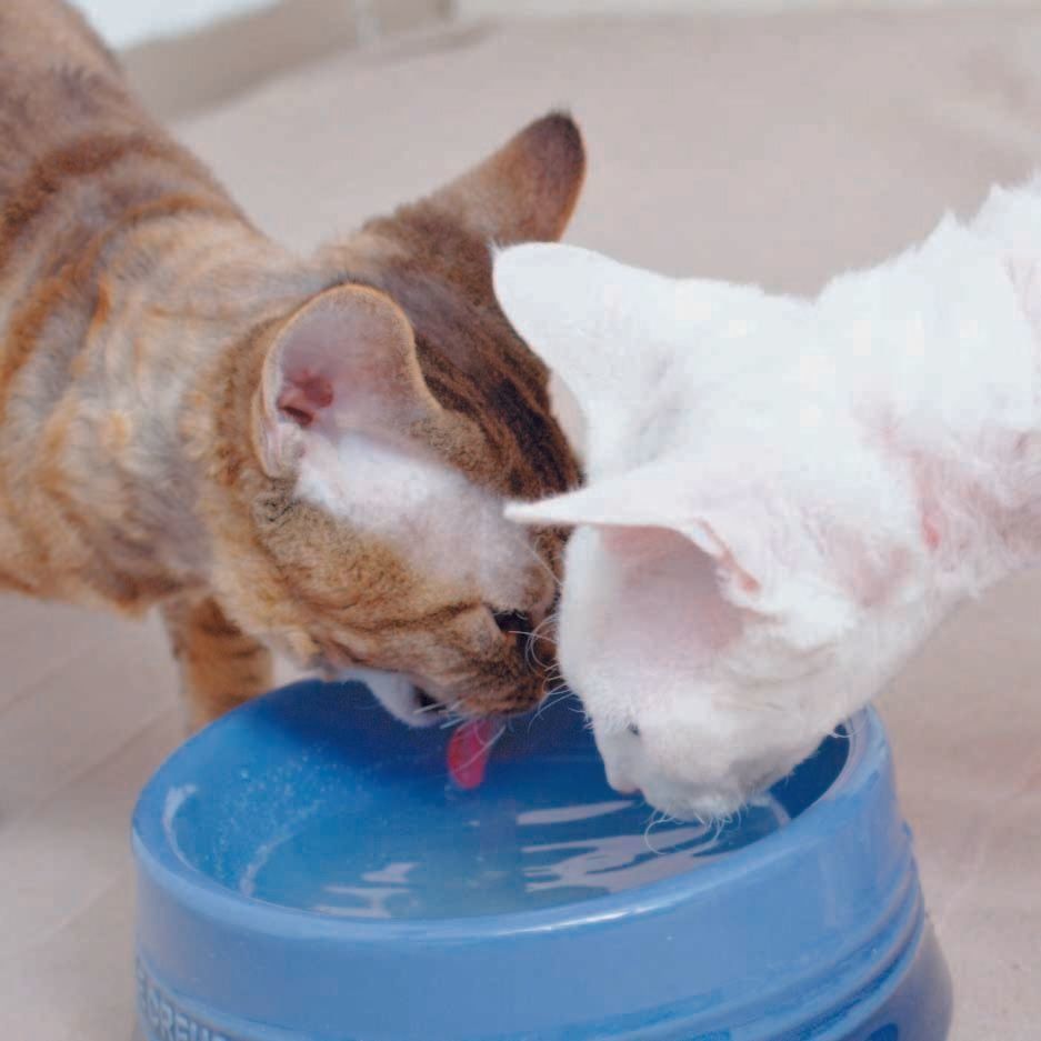 画像/2017年4月号「猫と水のお蜜な♥カンケイ」