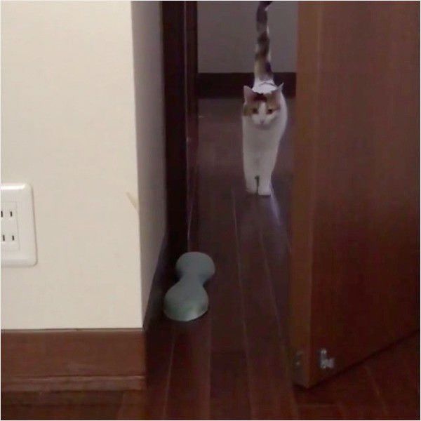 モデルニャンコ