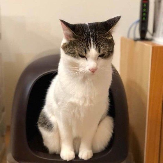 トイレをする猫