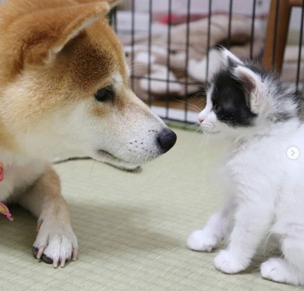 突然出会った4匹の子猫