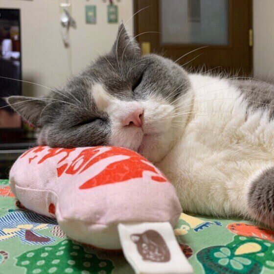 ブリティッシュショートヘアのうに。くん