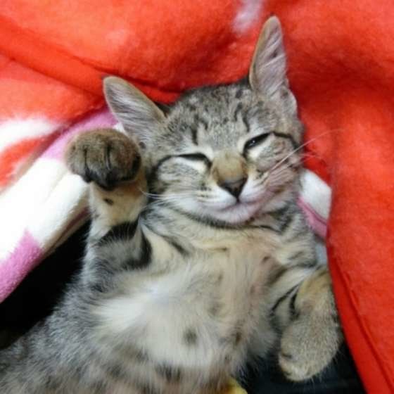 招き猫のようなポーズをするキジトラ