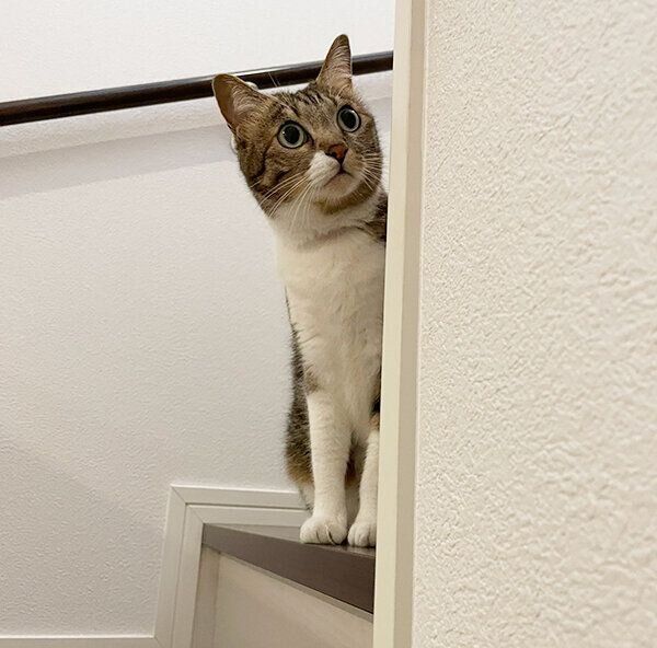 覗くやっちゃん