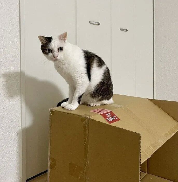 ダンボール箱に乗る金四郎くん