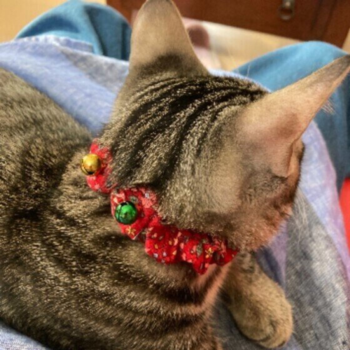 真心のこもったプレゼント 愛猫のためのハンドメイドグッズ集 ねこのきもちweb Magazine 真心のこもったプレゼント 愛猫のためのハンドメイドグッズ集 ねこのきもちweb Magazine