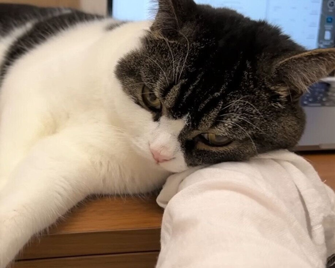 こんな在宅勤務ならいいな パソコンに向かう飼い主にそっと腕枕をして寄り添う猫 ねこのきもちweb Magazine こんな在宅勤務ならいいな パソコンに向かう飼い主にそっと腕枕をして寄り添う猫 ねこのきもちweb Magazine