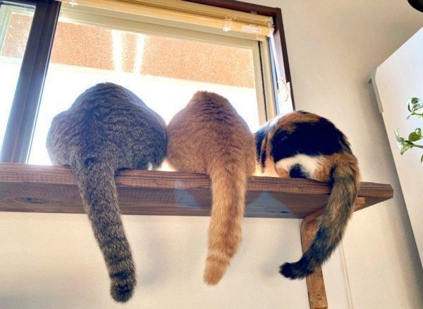 密になる侘助ちゃん、ホップちゃん、あざみちゃん