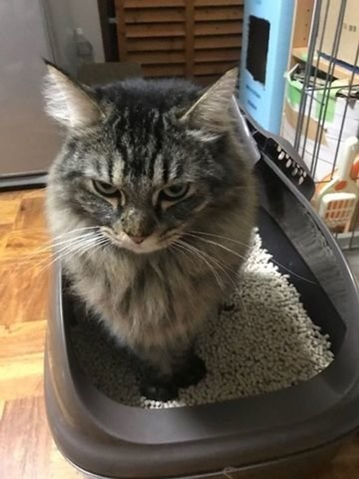 猫が 膀胱炎 と診断されたら食事はどうすべき 獣医師が解説します ねこのきもちweb Magazine 猫が 膀胱炎 と診断されたら食事はどうすべき 獣医師が解説します ねこのきもちweb Magazine