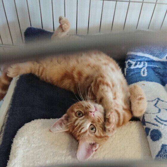 ヘソ天するアメリカンショートヘア